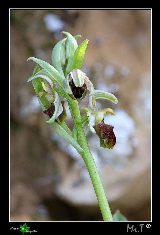 Ophrys exaltata